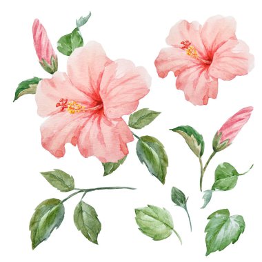 Suluboya tropikal hibiscus çiçek
