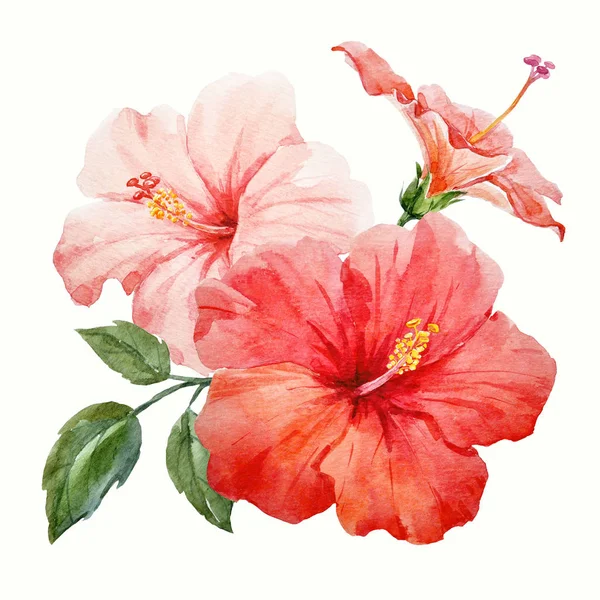 Kwiat hibiscus tropical akwarela — Zdjęcie stockowe