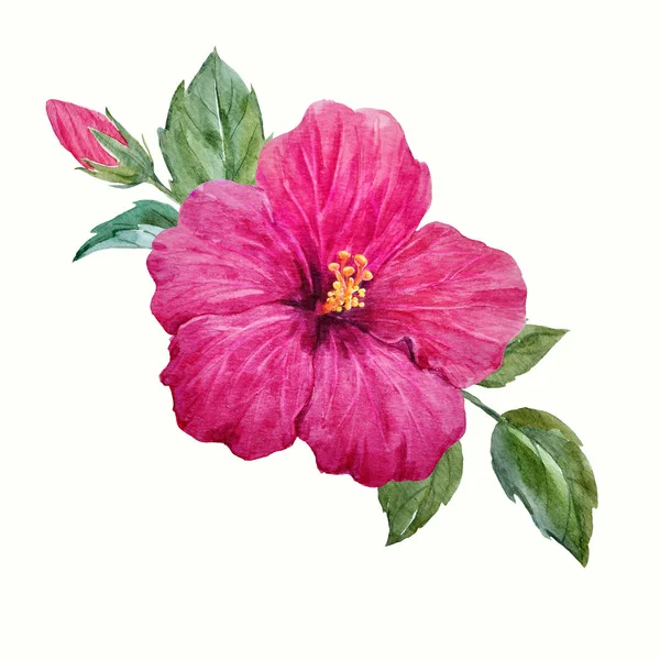 Kwiat hibiscus tropical akwarela — Zdjęcie stockowe