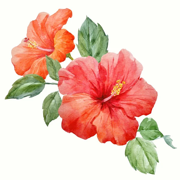 Aquarell tropische Hibiskusblüte — Stockfoto