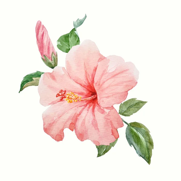 Kwiat hibiscus tropical akwarela — Zdjęcie stockowe