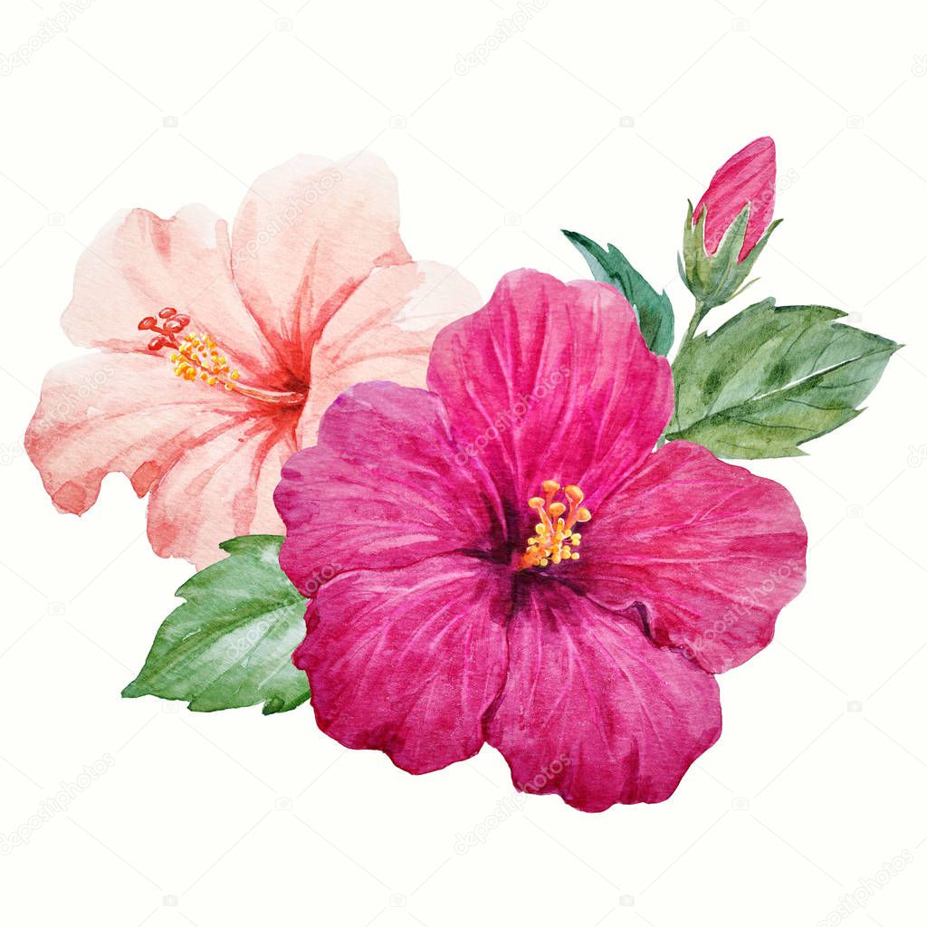 Watercolor tropical hibiscus flower