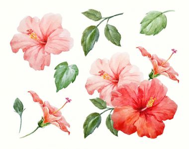 Suluboya tropikal hibiscus çiçek