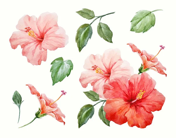 Watercolor tropical hibiscus flower — Stock Photo, Image