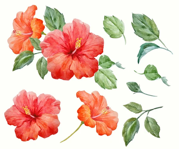 Flor de hibisco tropical aquarela — Fotografia de Stock