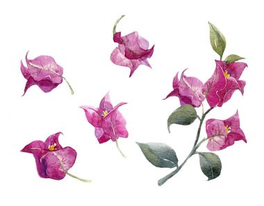 suluboya çiçek kümesi