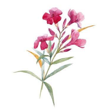 Suluboya çiçek şube