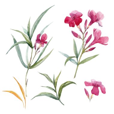 suluboya çiçek kümesi