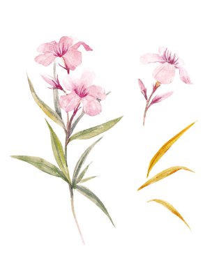 Suluboya çiçek şube