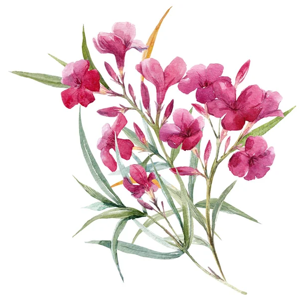 Aquarell floraler Zweig — Stockfoto