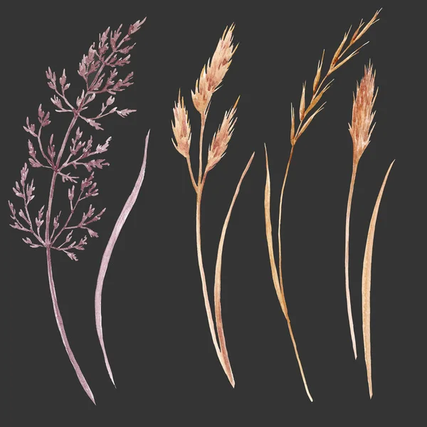 Wild field grass set — Stock Photo, Image