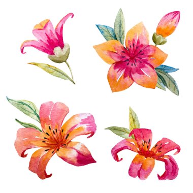 suluboya çiçek kümesi