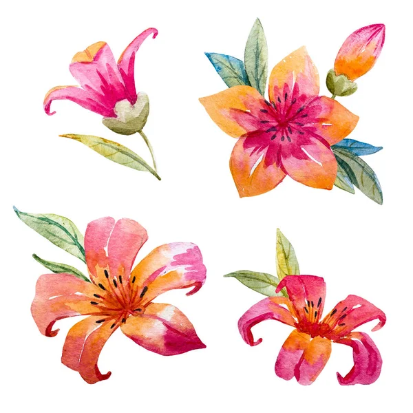 suluboya çiçek kümesi