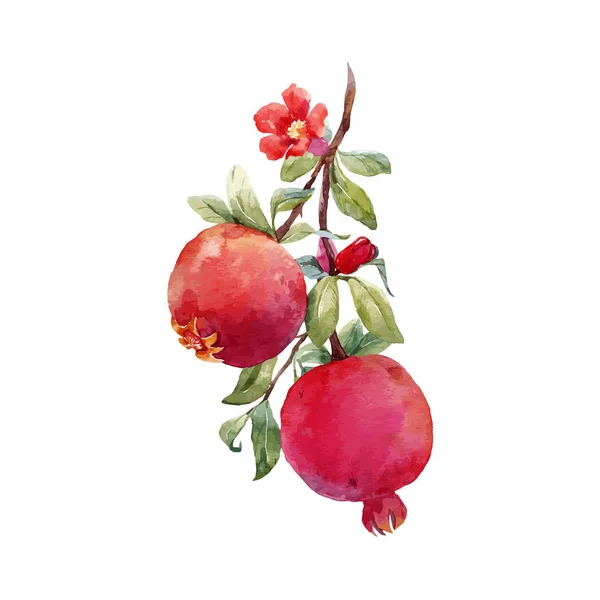 Pomegranate fruit vector branch — Stock Vector
