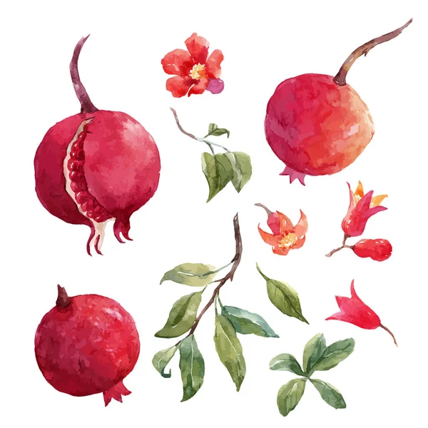 Pomegranate fruit vector set — Stock Vector
