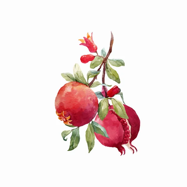 Pomegranate fruit vector branch — Stock Vector