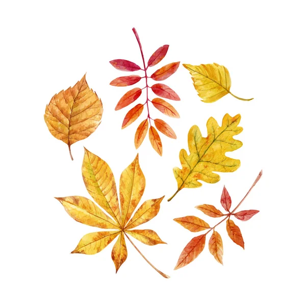 Watercolor fall leaves vector set — Stock Vector