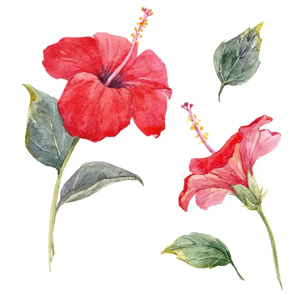 Suluboya hibiscus çiçek kümesi