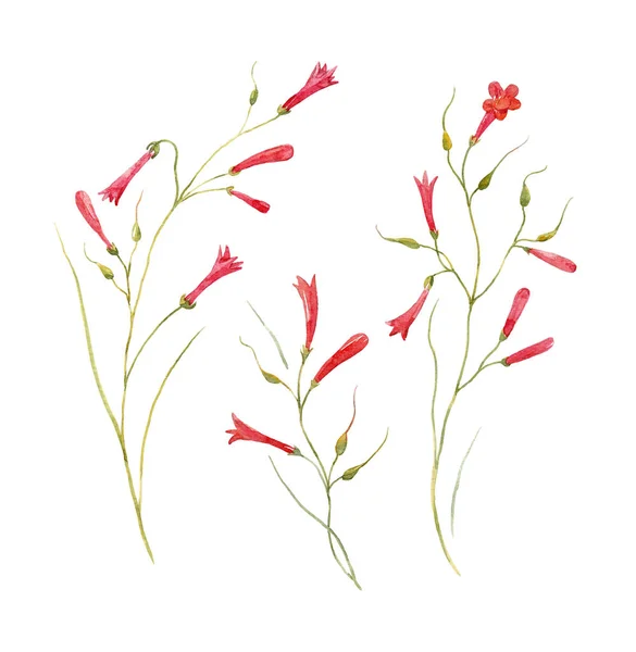 Ακουαρέλα Russelia λουλούδι σετ — Φωτογραφία Αρχείου