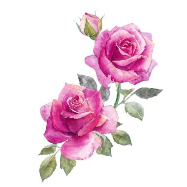 Suluboya gül kompozisyon