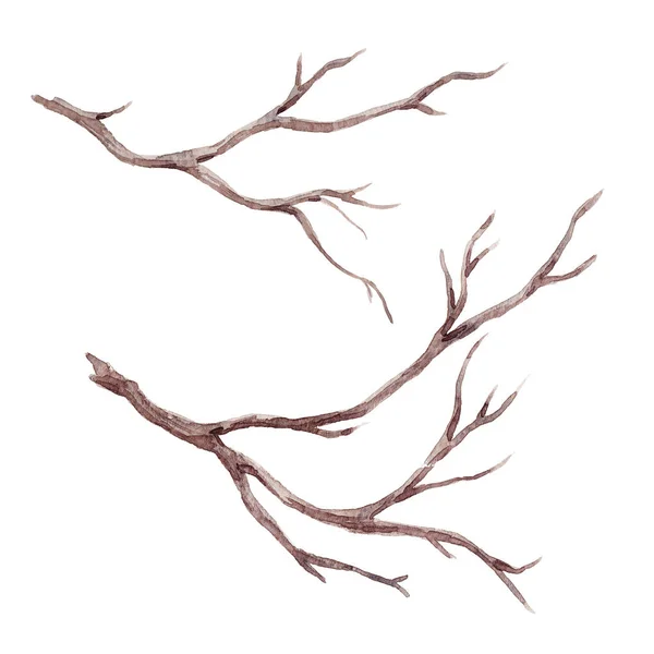 水彩秋木の枝 — ストック写真