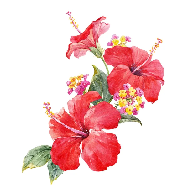 Watercolor hibiscus composition — Stock Photo, Image