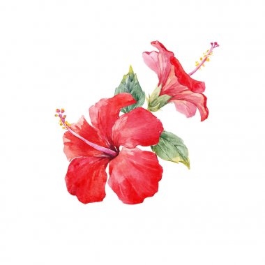 Watercolor hibiscus composition clipart