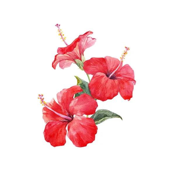Watercolor hibiscus composition — Stock Vector