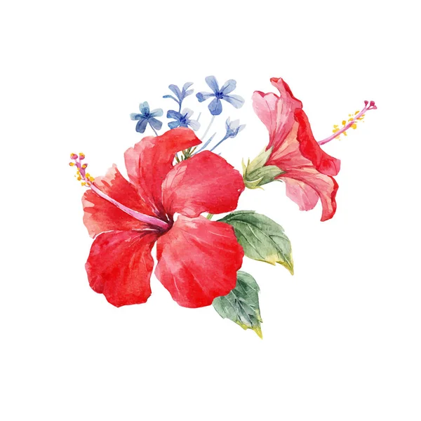Akvarell hibiscus sammansättning — Stock vektor