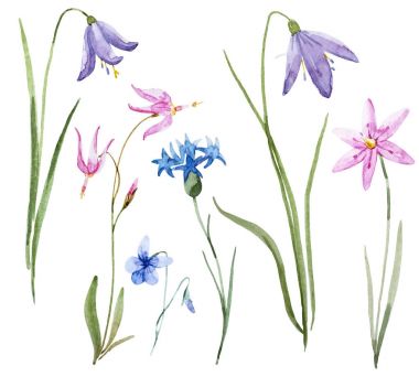 Suluboya kır çiçekleri