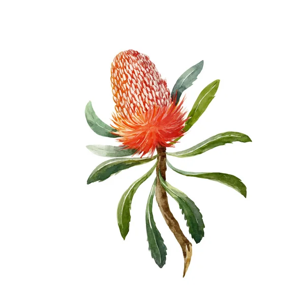 Acquerello Banksia vettoriale fiore — Vettoriale Stock