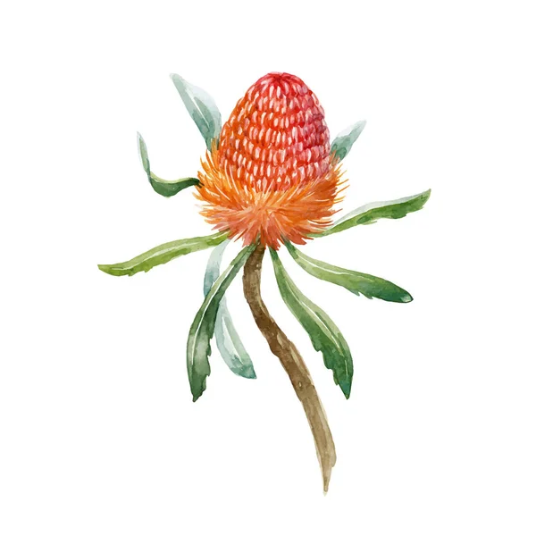 Aquarell Banksia Vektor Blume — Stockvektor