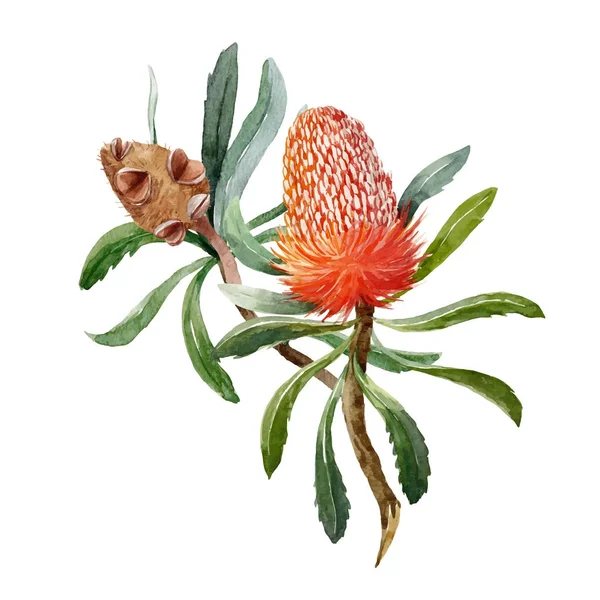 Aquarel banksia bloem vector samenstelling — Stockvector