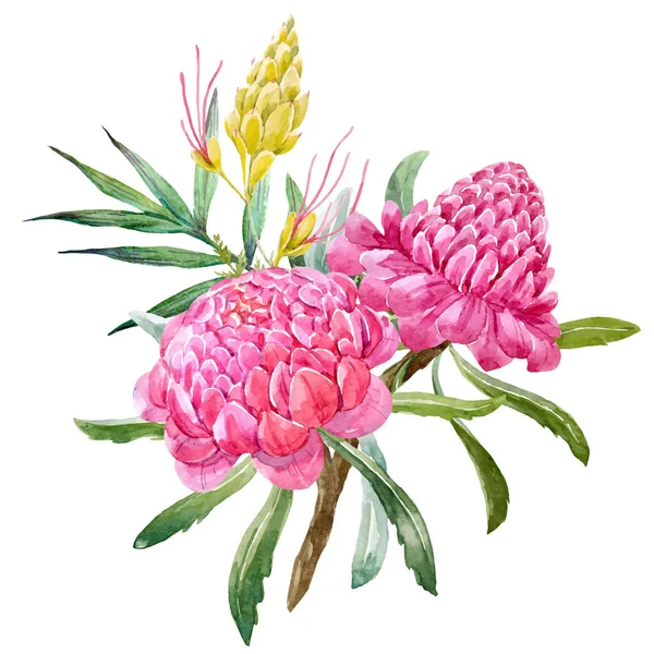 Acuarela banksia flor vector composición — Vector de stock