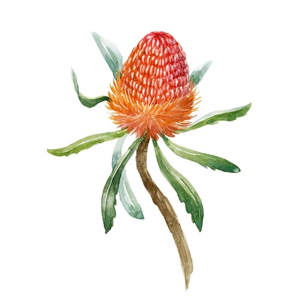 Watercolor banksia flower — Stock Photo, Image