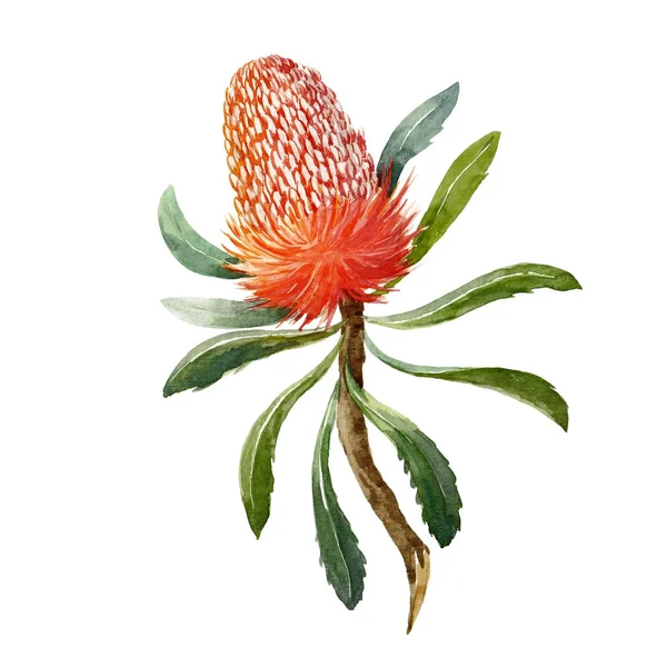 Flor de aquarela banksia — Fotografia de Stock