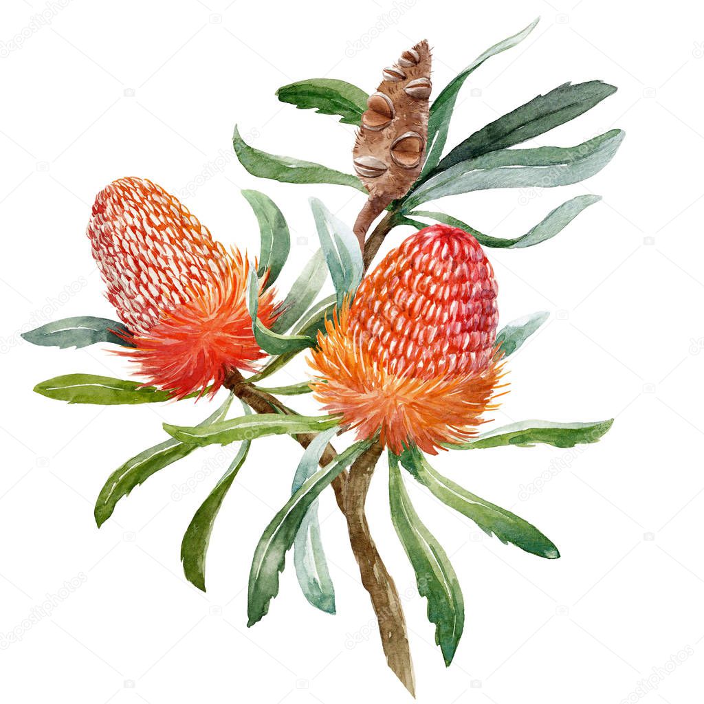 Watercolor banksia flower composition