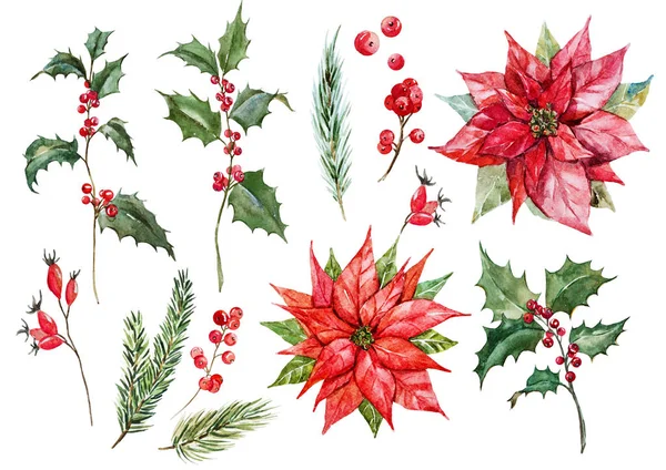 Akvarell karácsonyi Mikulásvirág beállítása — Stock Fotó