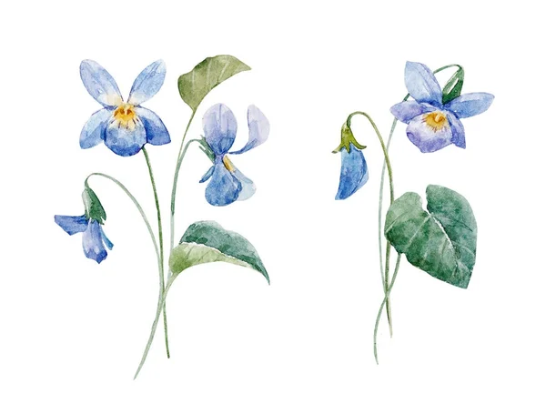 Aquarel floral samenstelling — Stockfoto