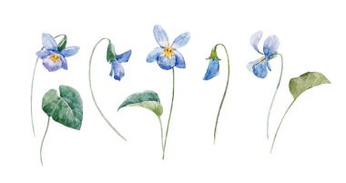 suluboya çiçek kümesi