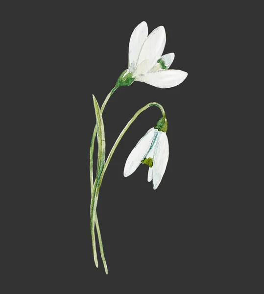 Akvarell snowdrop blomma — Stockfoto