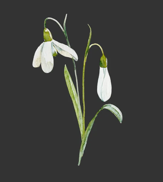 Akwarela snowdrop kwiat — Zdjęcie stockowe