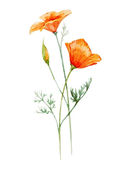 Aquarell Mohnblume — Stockfoto