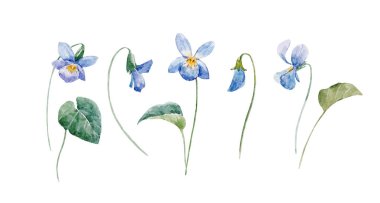 Suluboya çiçek vektör set