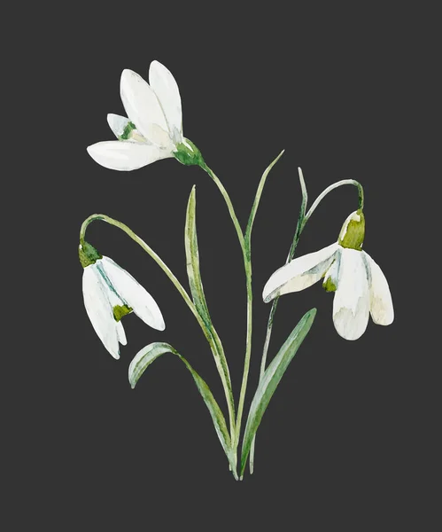 Akvarell snowdrop blomma — Stock vektor