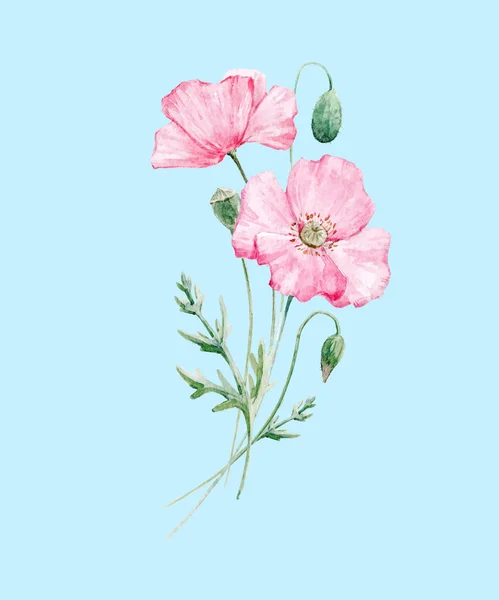 Akvarell vallmo blomma — Stock vektor