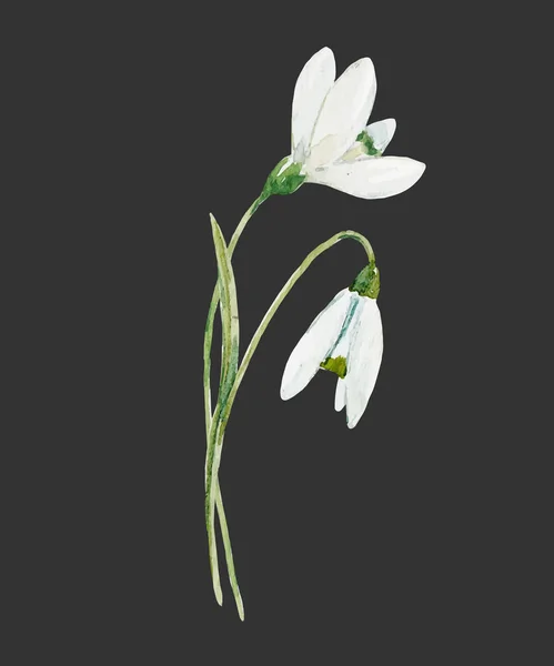 Aquarel snowdrop bloem — Stockvector