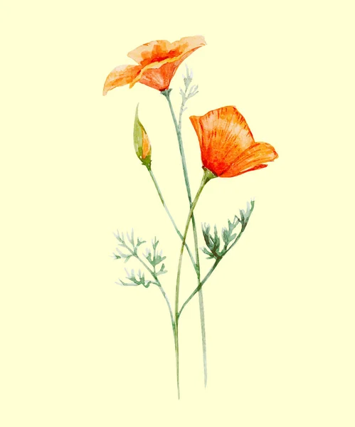 Aquarelle Poppy fleur — Image vectorielle