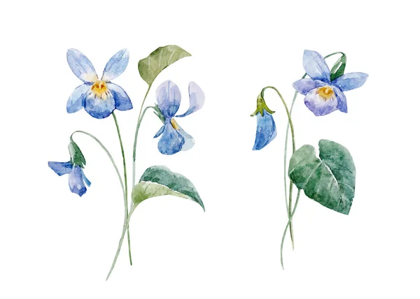 Composição vetorial floral aquarela —  Vetores de Stock