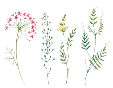 suluboya çiçek kümesi